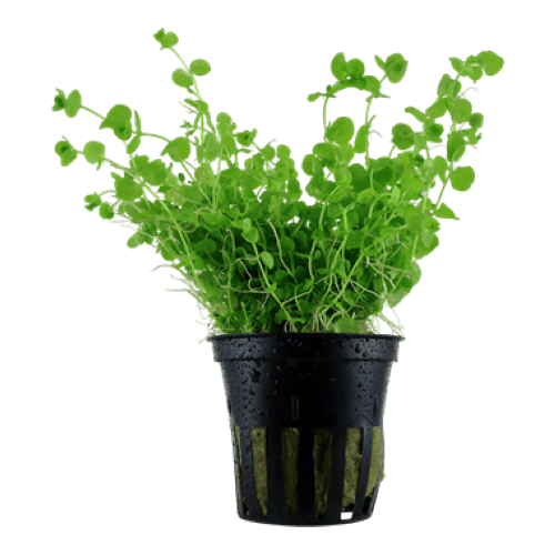 Micranthemum umbrosum / Baby Tears