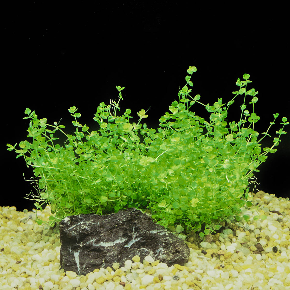 Miranthemum Umbrosum (baby Tears) for Sale South Africa | RSB Aquatics