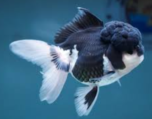Panda Oranda Lionhead for Sale South Africa | RSB Aquatics