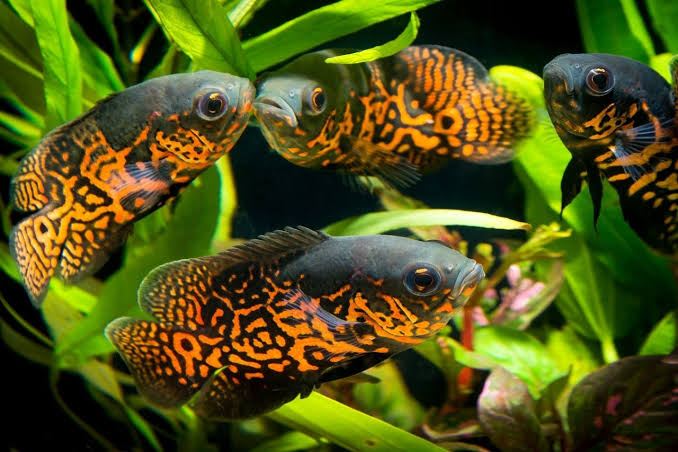Assorted Oscar Fish for Sale South Africa | RSB Aquatics