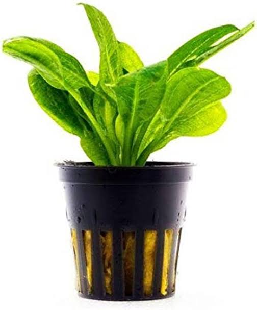 Amazon Dwarfs for Sale South Africa | RSB Aquatics