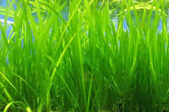 Vallis for Sale South Africa | RSB Aquatics