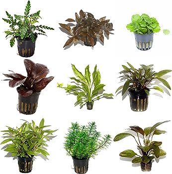 10 X Potted Assortment Plant Box for Sale South Africa | RSB Aquatics
