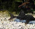 Polkadot Lyre Tail Pleco for Sale South Africa | RSB Aquatics