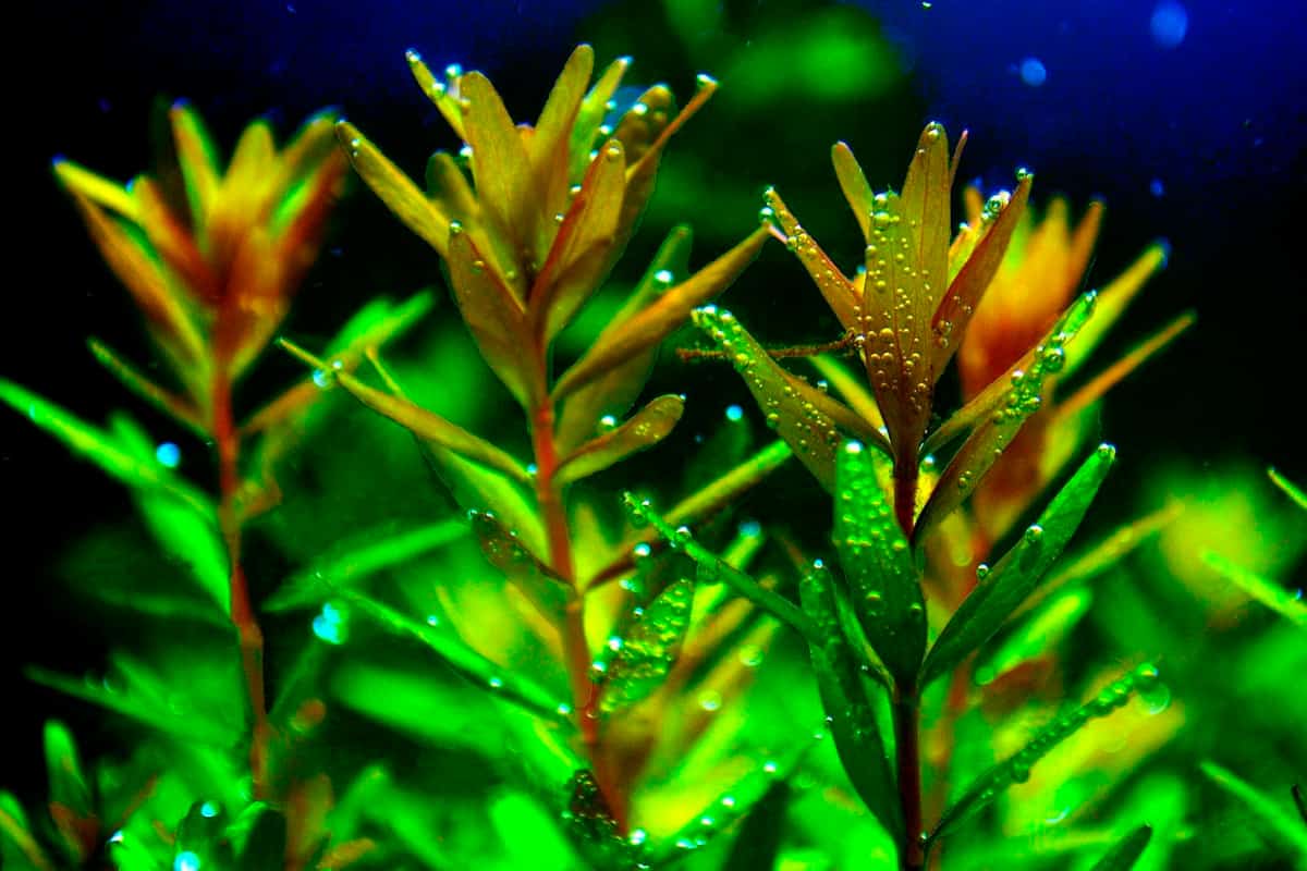 Rotala Rotundifolia for Sale South Africa | RSB Aquatics