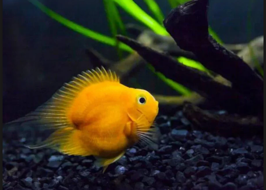 Heart Shape Yellow Parrot for Sale South Africa | RSB Aquatics