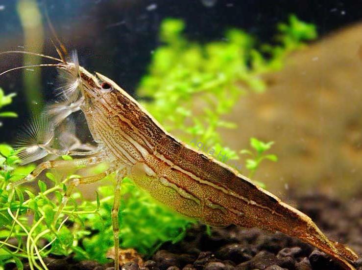 Shrimp Exotic Types for Sale South Africa | RSB Aquatics