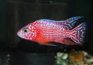 Dragon Pink Malawi for Sale South Africa | RSB Aquatics