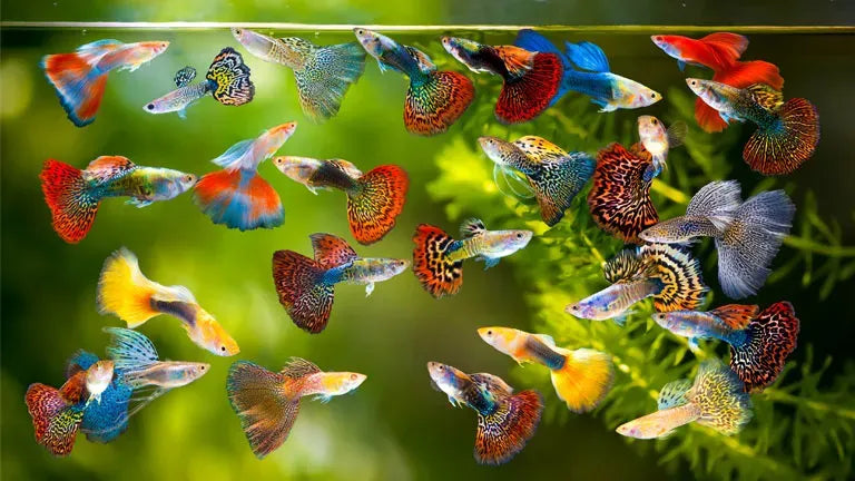 Guppys Assorted for Sale South Africa | RSB Aquatics