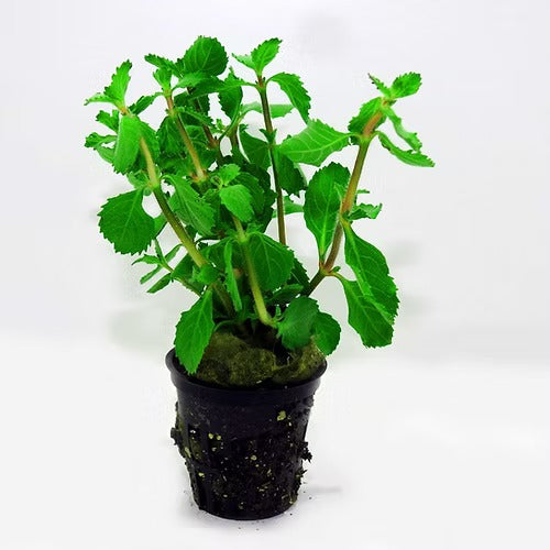 Hygrophila difformis / Wisteria