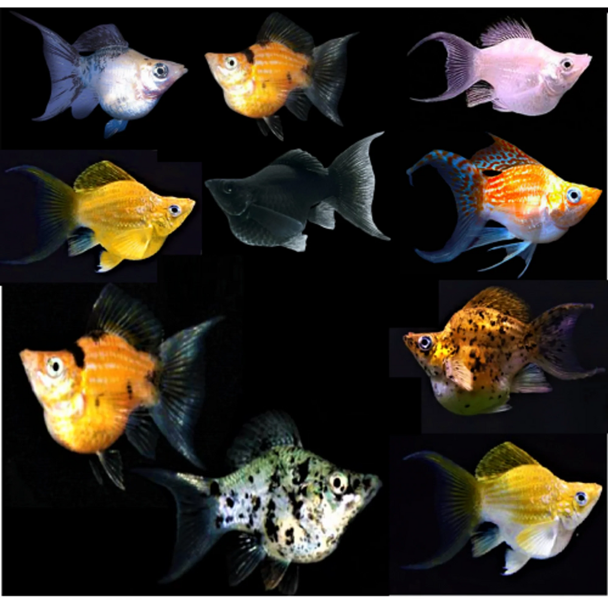 Molly Assorted Fish for Sale South Africa | RSB Aquatics