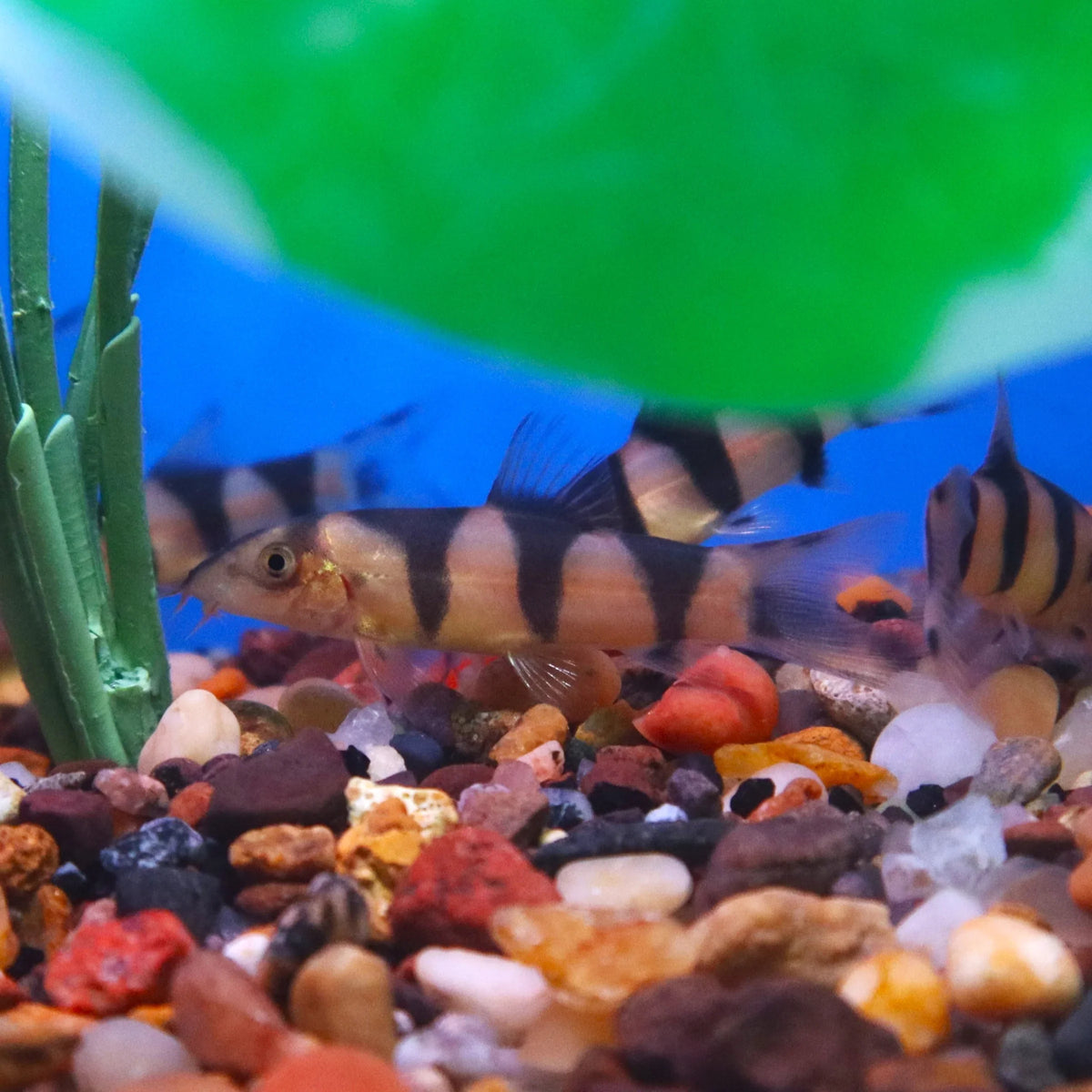 Clown Loach X Emperor Loach for Sale South Africa | RSB Aquatics