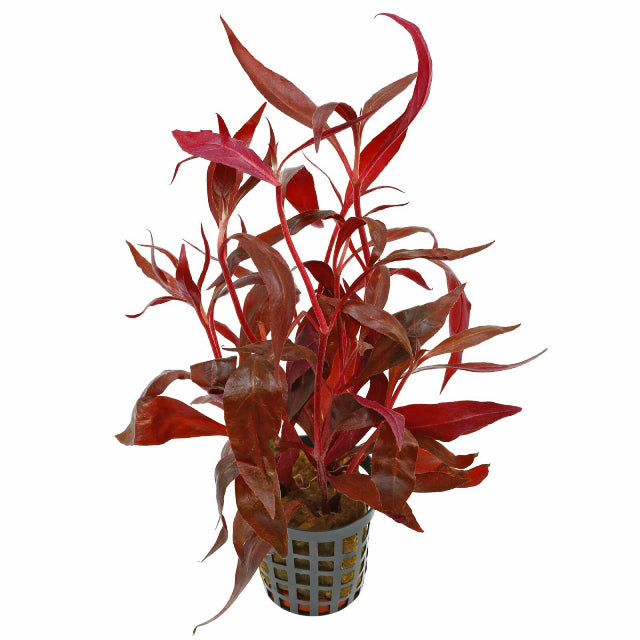 Alternanthera Reineckii 'Rosaefolia' / Scarlet Temple
