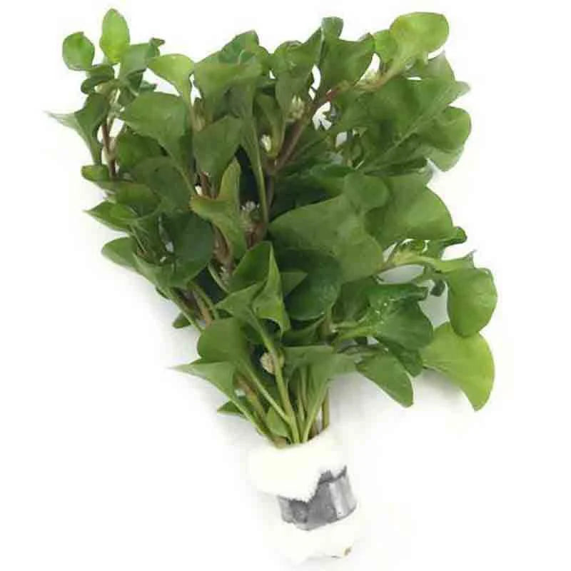 Alternanthera specie green