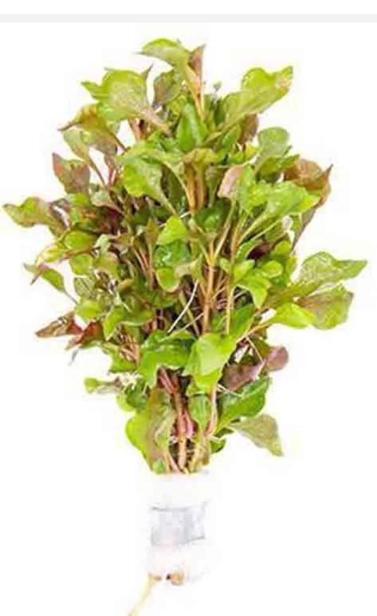 Alternanthera versicolor