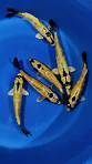 Banana Koi for Sale South Africa | RSB Aquatics