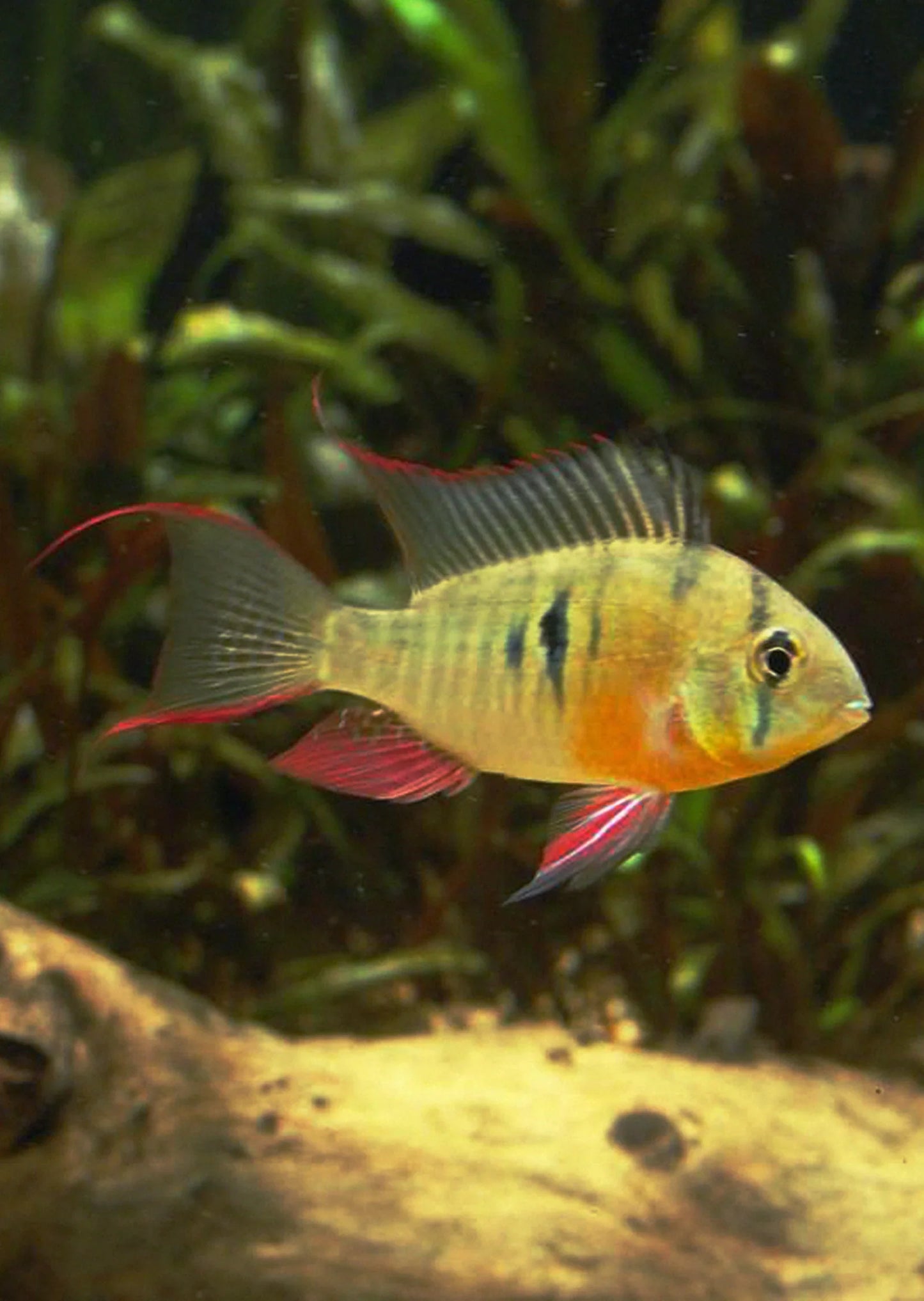 bolivian Ram