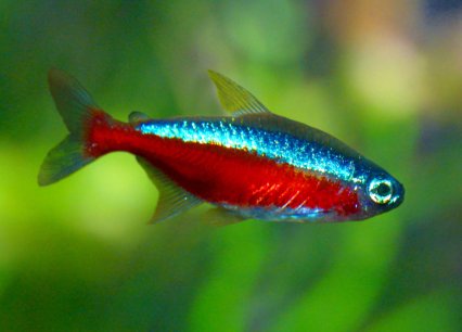 Cardinal Tetra for Sale South Africa | RSB Aquatics