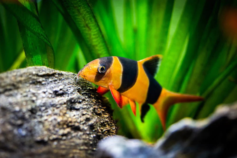 Clown Loaches for Sale South Africa | RSB Aquatics