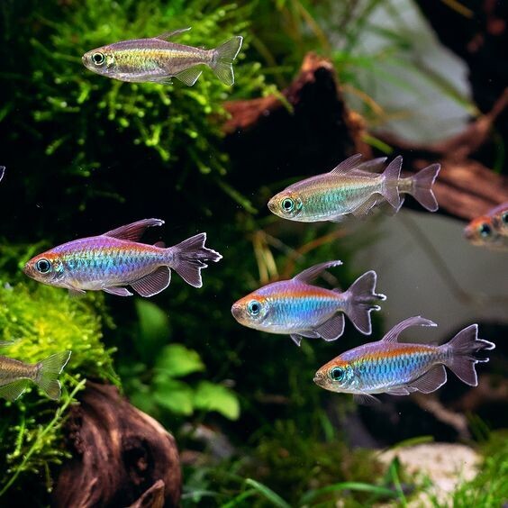 Congo Tetra for Sale South Africa | RSB Aquatics