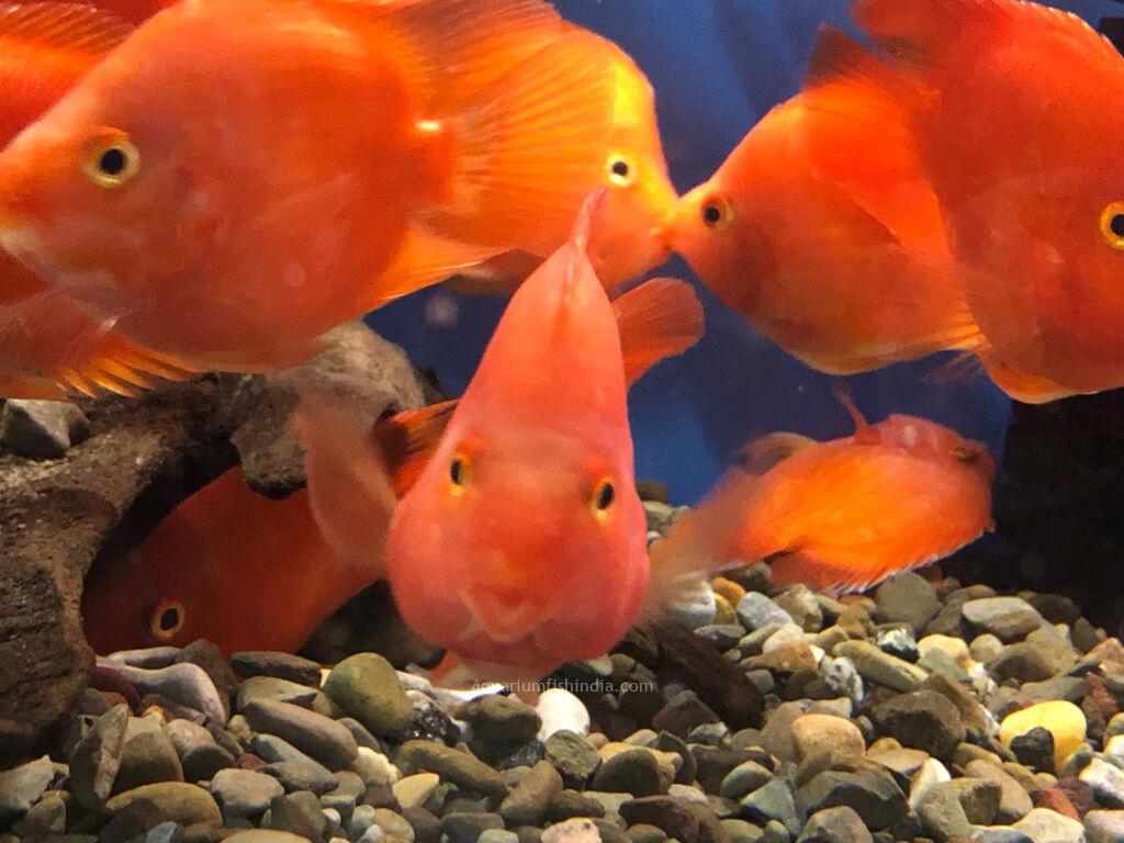Parrot Fish for Sale South Africa | RSB Aquatics