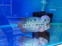 A grade flowerhorn