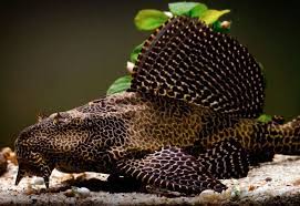 Sailfin Pleco for Sale South Africa | RSB Aquatics