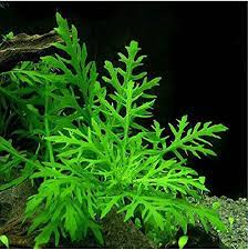 Hygrophila Difformis (wisteria) for Sale South Africa | RSB Aquatics