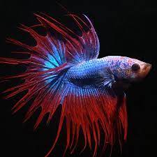 Siamese Fighter (betta) — All Types for Sale South Africa | RSB Aquatics