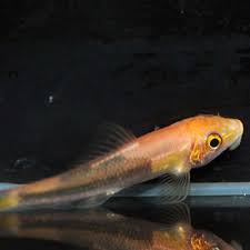 Algae eater