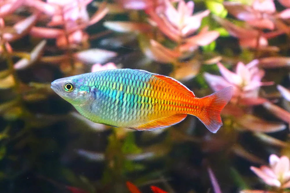 Boesmani rainbow fish