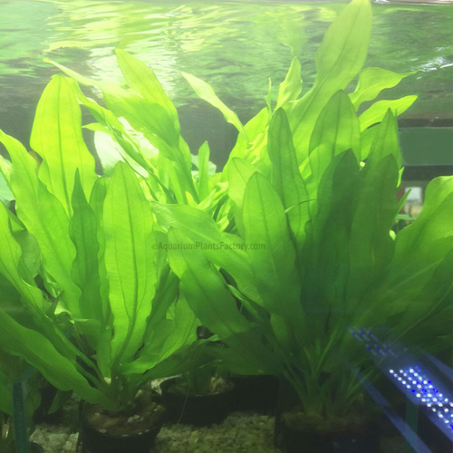 Echinodorus Martii Hybrid for Sale South Africa | RSB Aquatics
