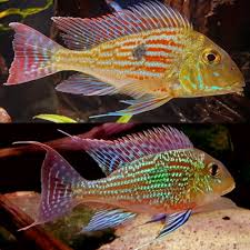 Geophagus Sveni for Sale South Africa | RSB Aquatics
