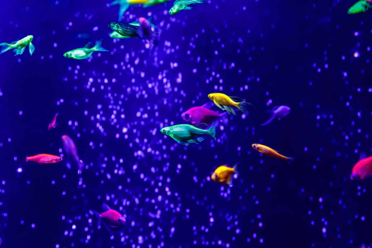 Gmo Danios Assorted 4 Cm for Sale South Africa | RSB Aquatics
