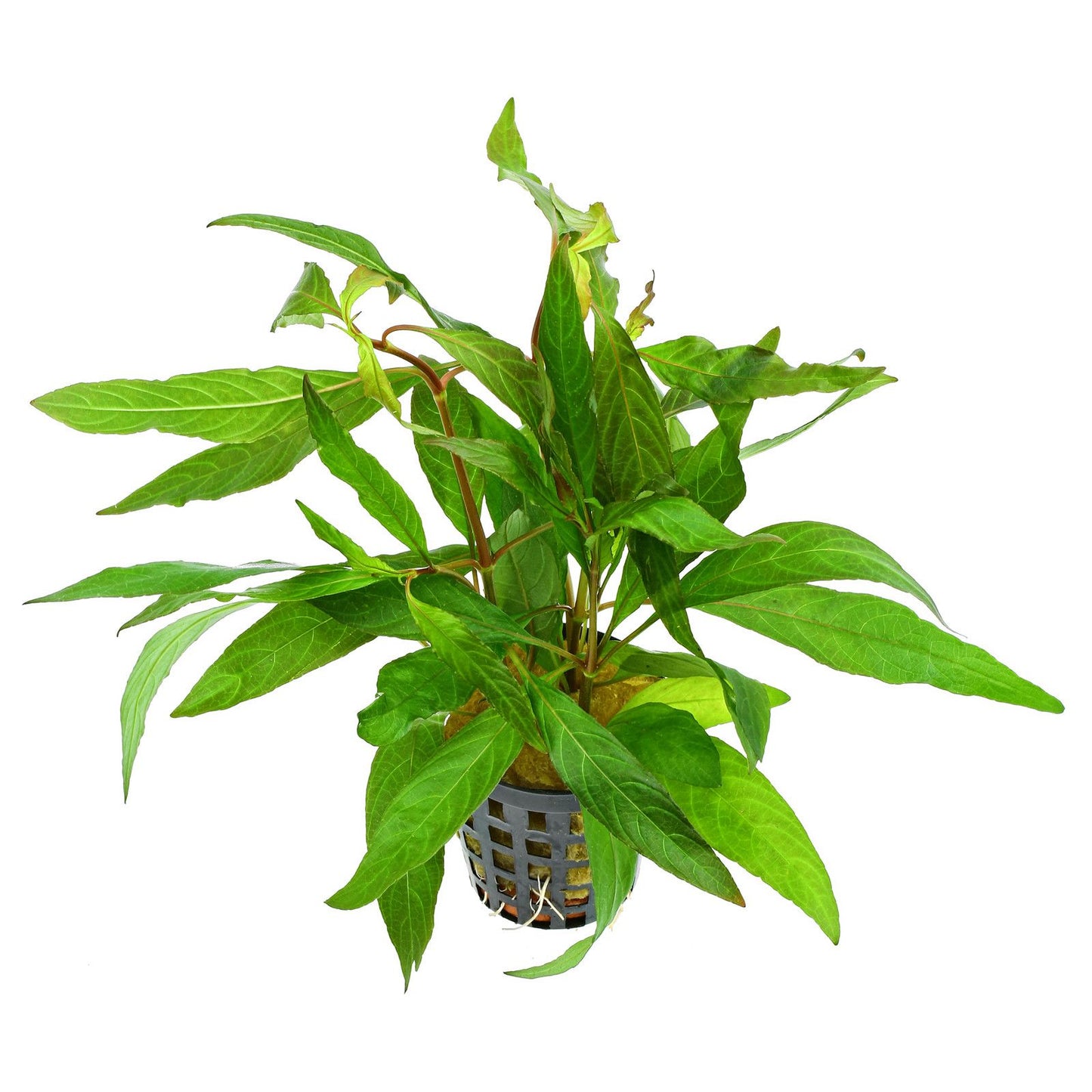 Hygrophila corymbosa stricta