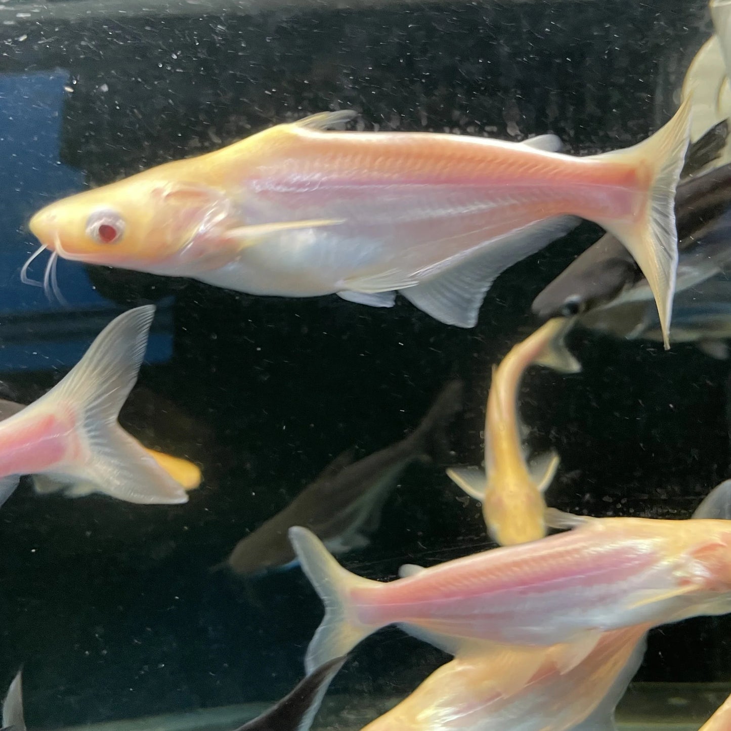 Pangasius shark