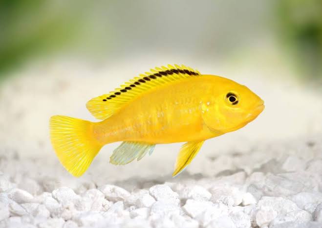 Yellow Labs for Sale South Africa | RSB Aquatics