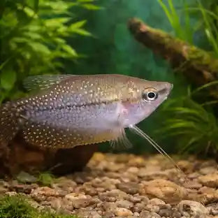 Pearl Gourami for Sale South Africa | RSB Aquatics