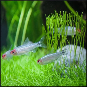 Tetras