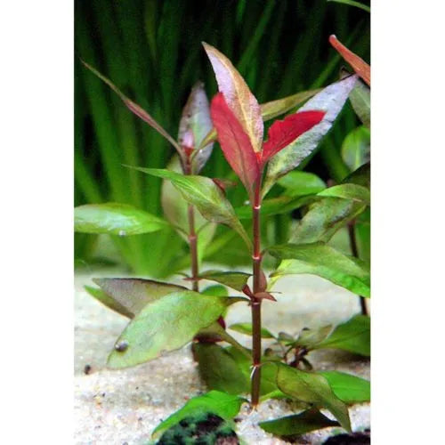 Reneckii Rosaefolia for Sale South Africa | RSB Aquatics