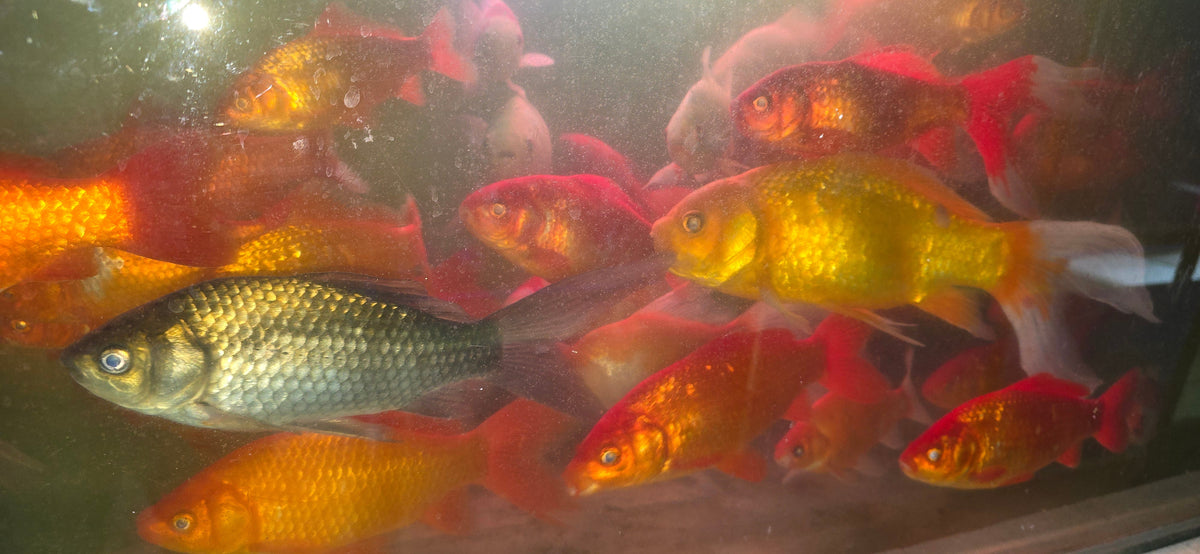 Assorted Large Comets for Sale South Africa | RSB Aquatics