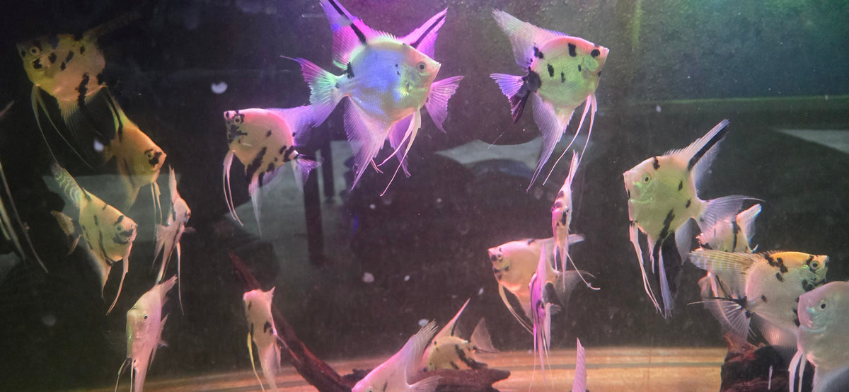 Xl Angels for Sale South Africa | RSB Aquatics