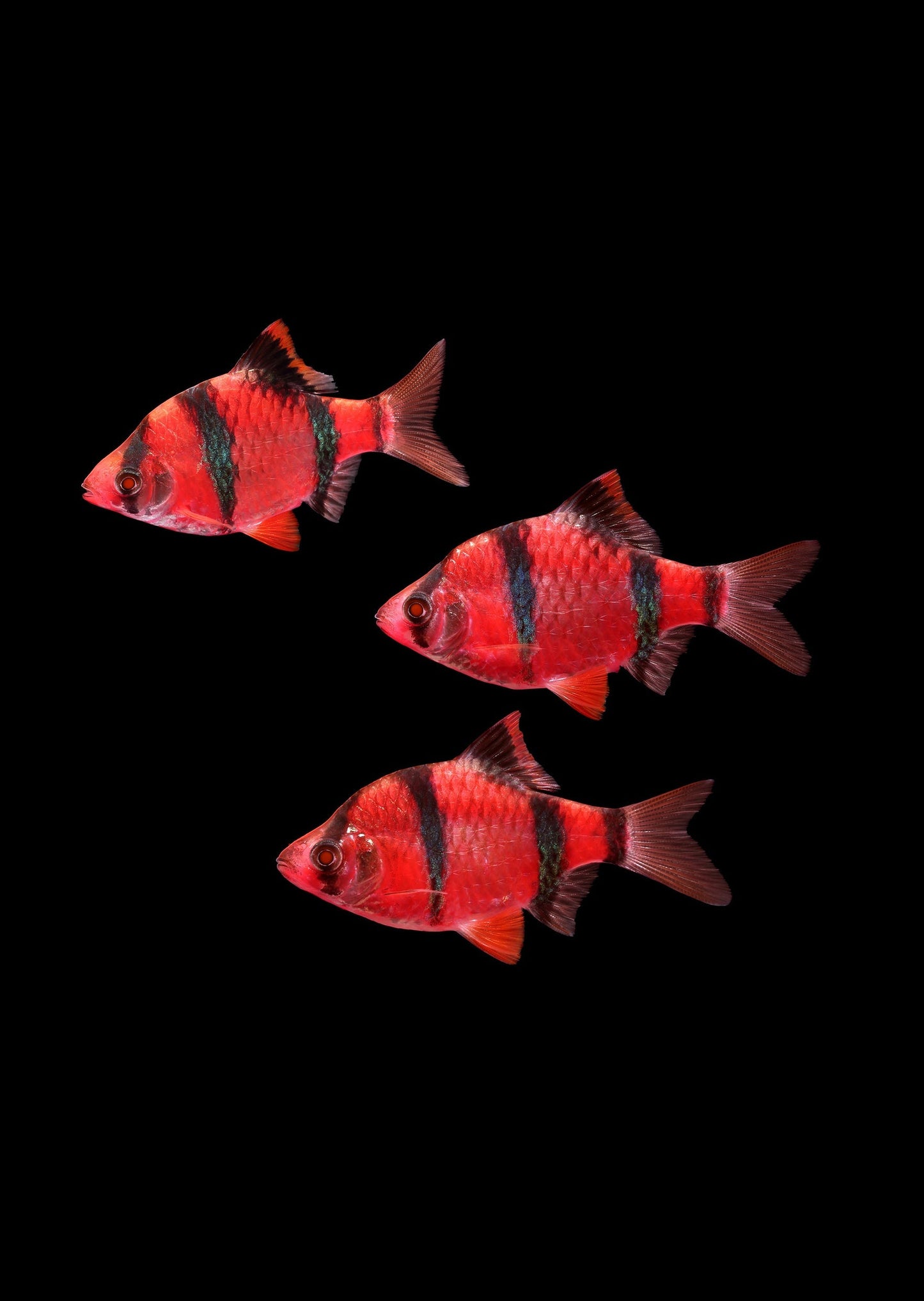 GMO Tiger barbs