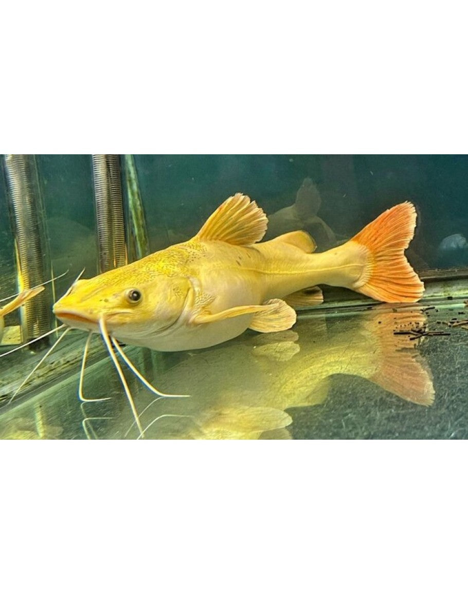 Platinum Redtail Catfish for Sale South Africa | RSB Aquatics