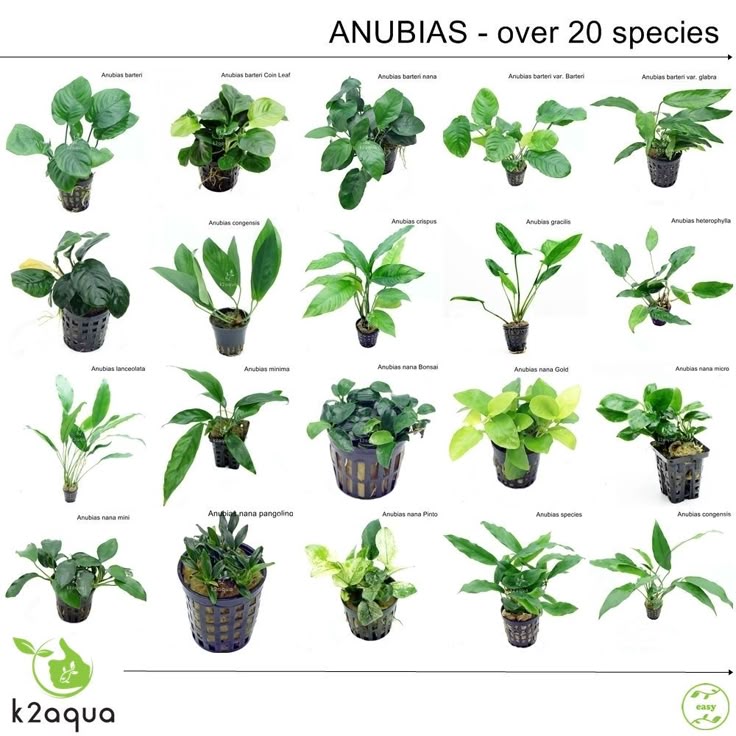 Types Of Anubias for Sale South Africa | RSB Aquatics