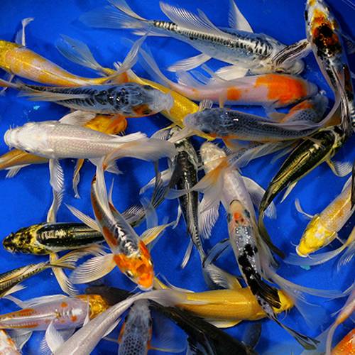 Butterfly Koi Mix for Sale South Africa | RSB Aquatics