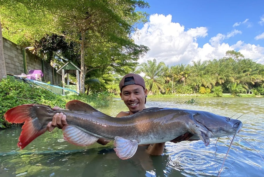 Asian Redtail Catfish for Sale South Africa | RSB Aquatics