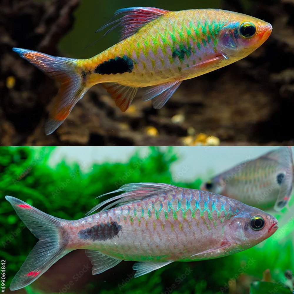 Filament Barb for Sale South Africa | RSB Aquatics