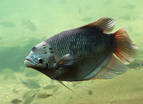 Giant Gourami for Sale South Africa | RSB Aquatics