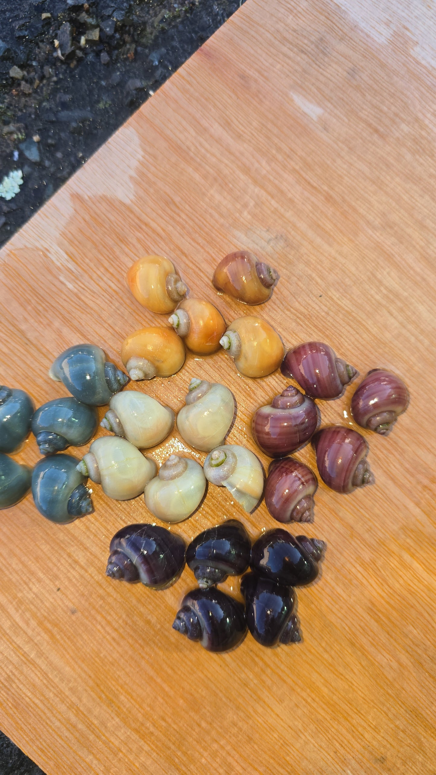 Apple snails assorted